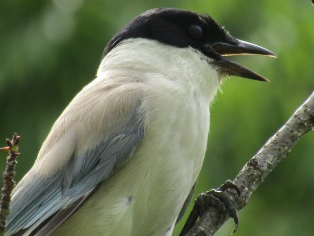 萩中公園のオナガ