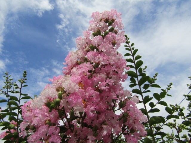 萩中公園の百日紅