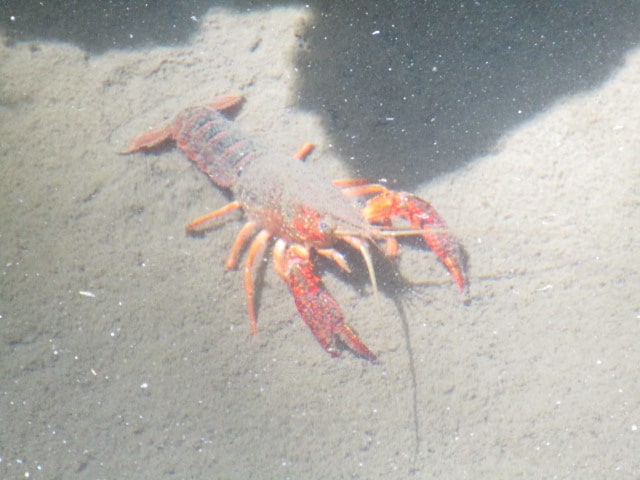 香取神宮のザリガニ