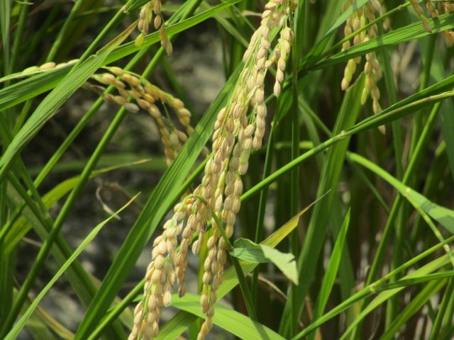 香取の田んぼの稲