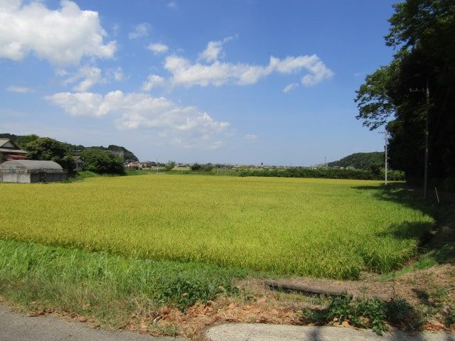 香取の田んぼ