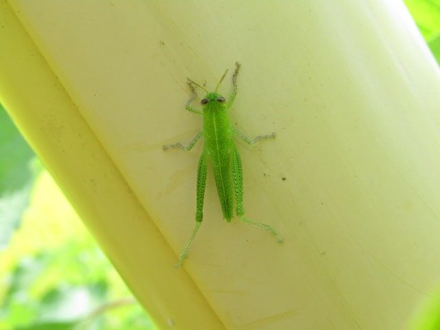 香取の田んぼのイナゴ