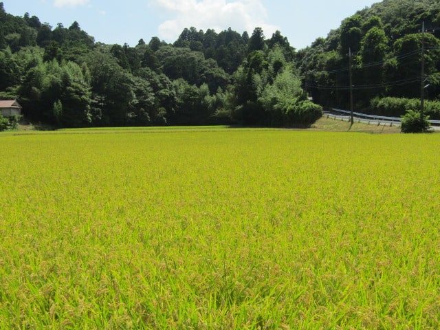 香取の田んぼ