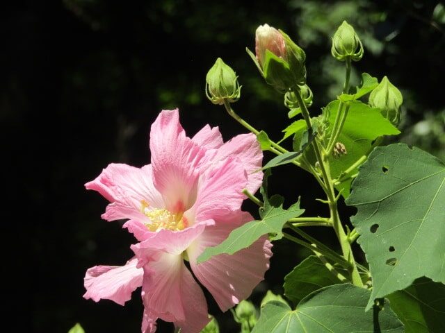 杉本寺の芙蓉