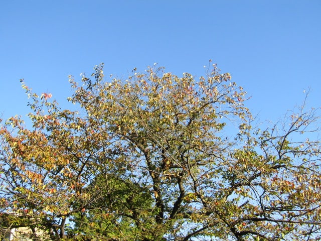 秋の桜の木