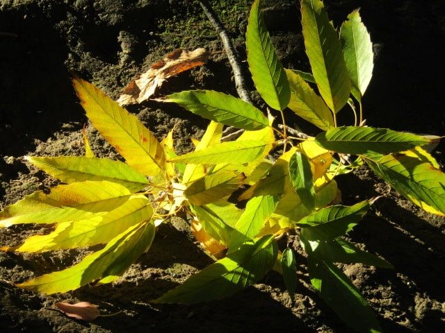 萩中公園のどんぐりの木の葉っぱ