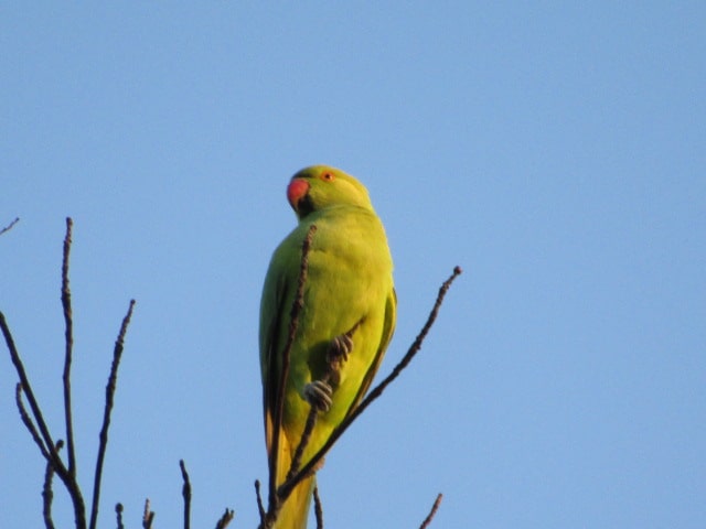 鹿島神社の野生のインコ