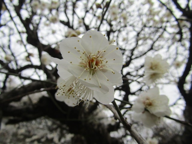 南蒲田の北野神社の白梅