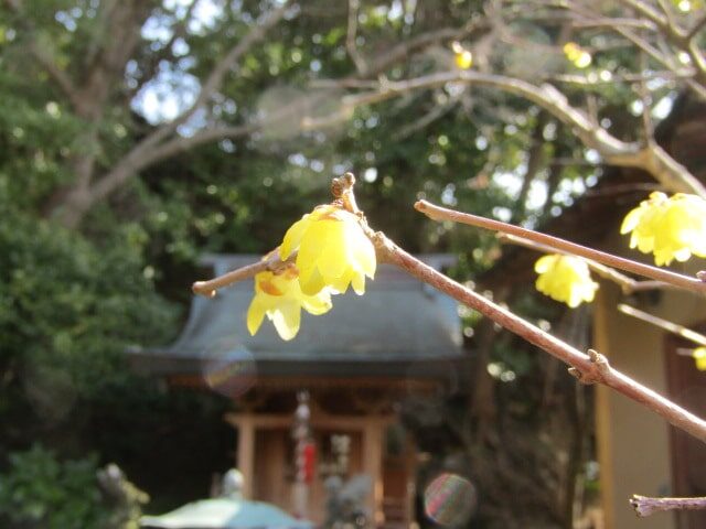 杉本寺の蝋梅