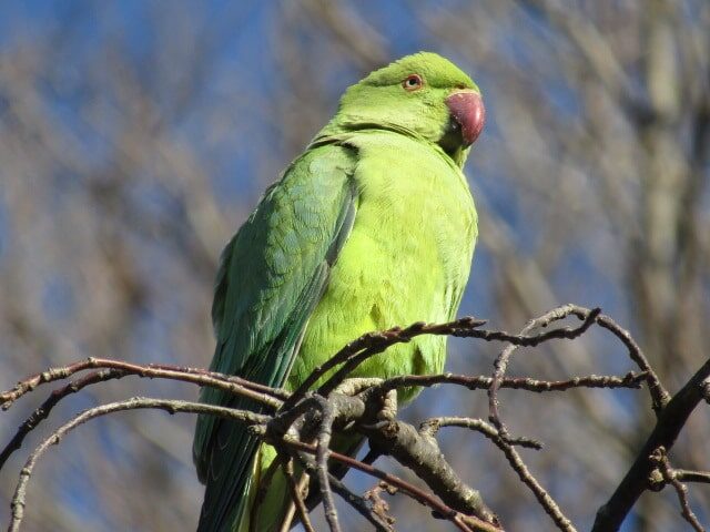 外来種の野生化したインコ