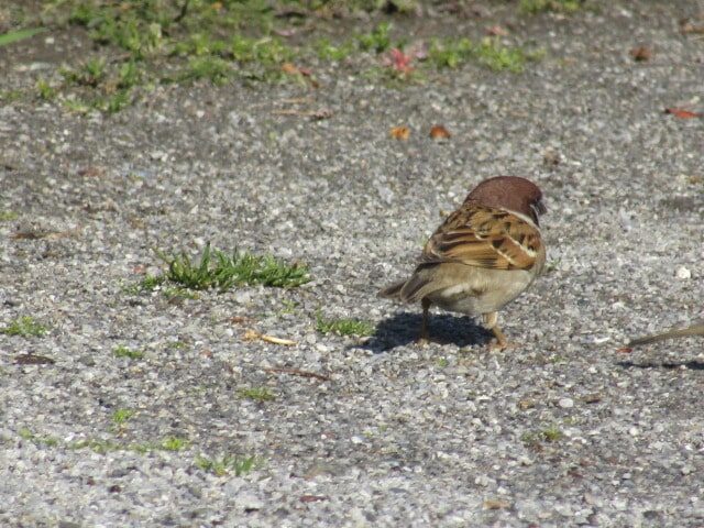 萩中公園の雀