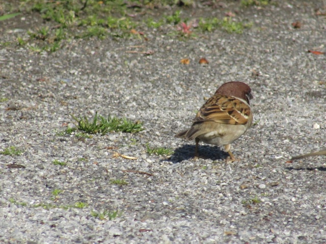 萩中公園の雀