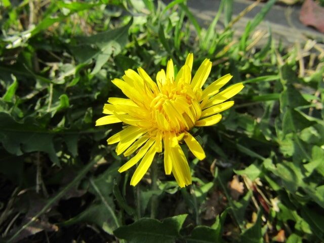 萩中公園のたんぽぽ