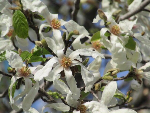萩中公園のこぶしの花