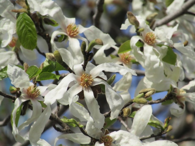 萩中公園のこぶしの花