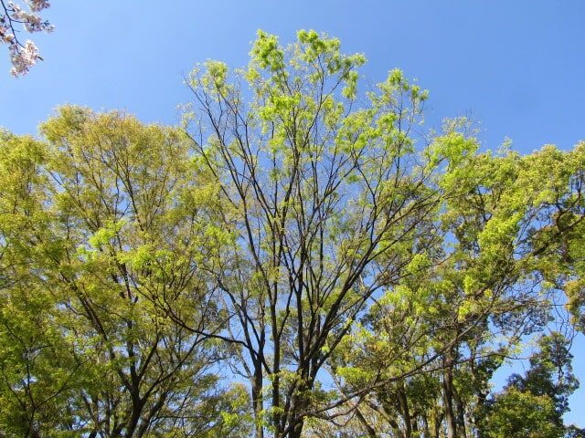 萩中公園の木