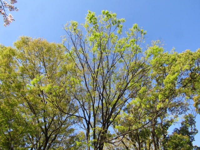 萩中公園の木