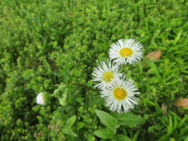 萩中公園のハルジオン