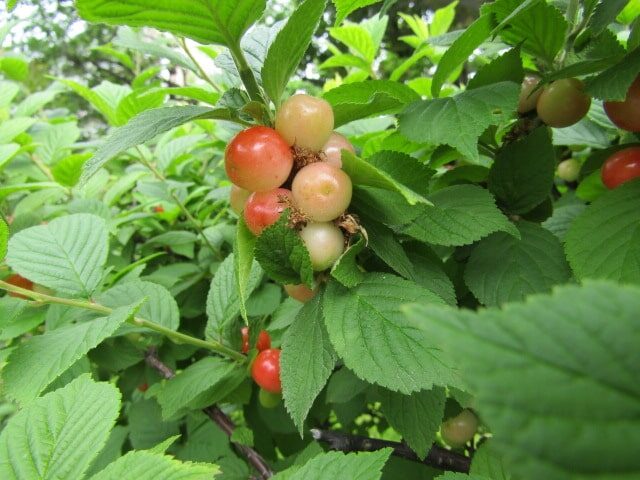 萩中公園の木の実
