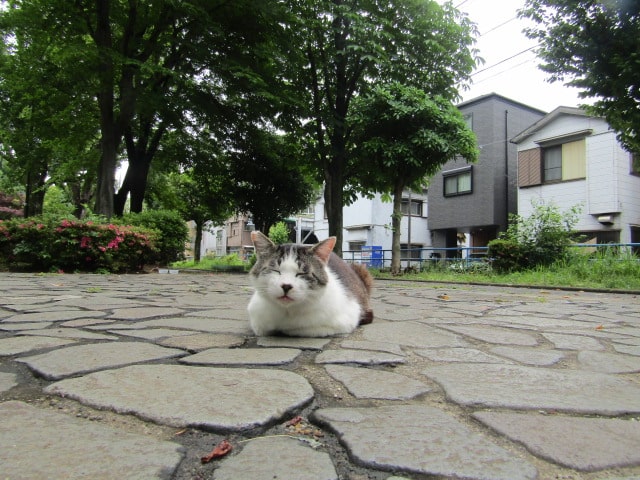 東糀谷の猫