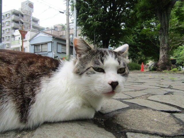 東糀谷の猫