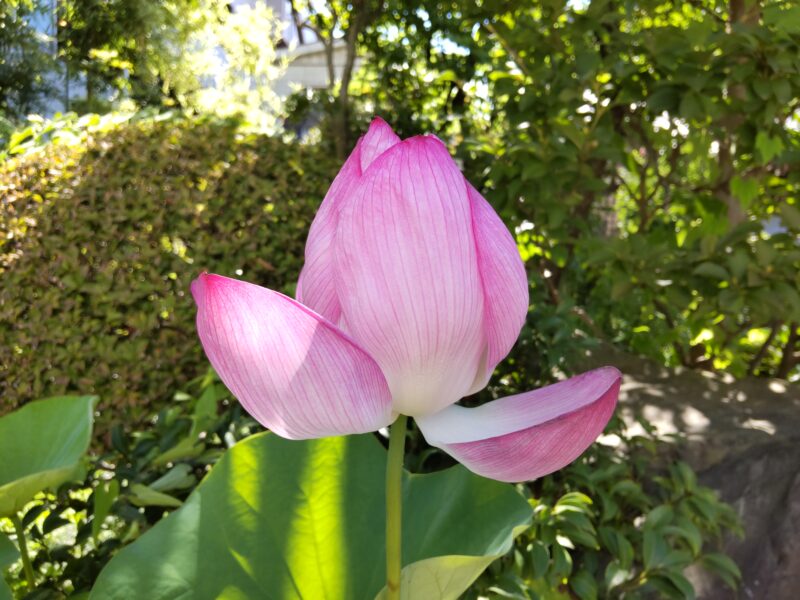 桃青寺の大賀蓮