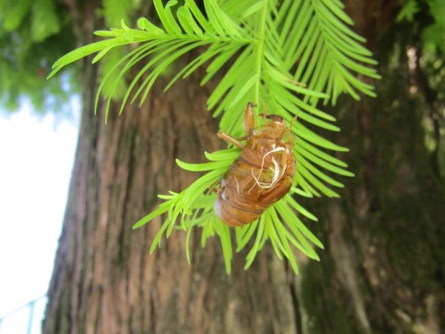 萩中公園の蝉の抜け殻