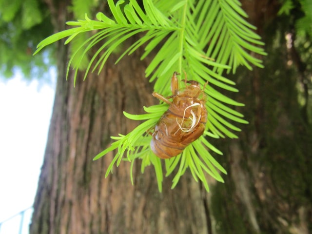 萩中公園の蝉の抜け殻