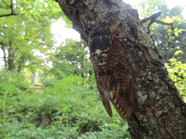 萩中公園のアブラゼミ