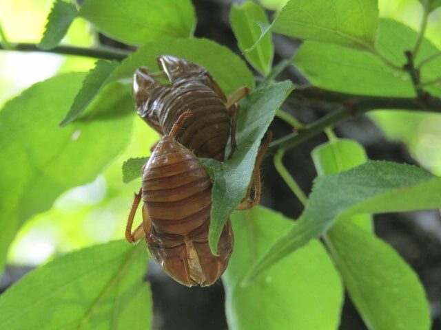 萩中公園の蝉の抜け殻
