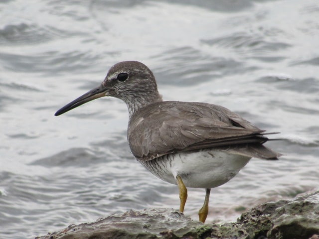 走水海岸のキアシシギ