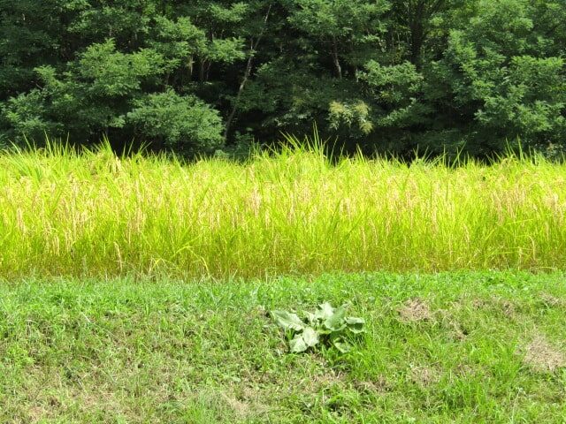 山梨県で見た田んぼ