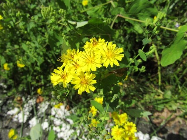 小淵沢の道の花