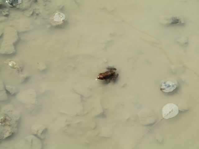 小淵沢の水たまりの中の蛙