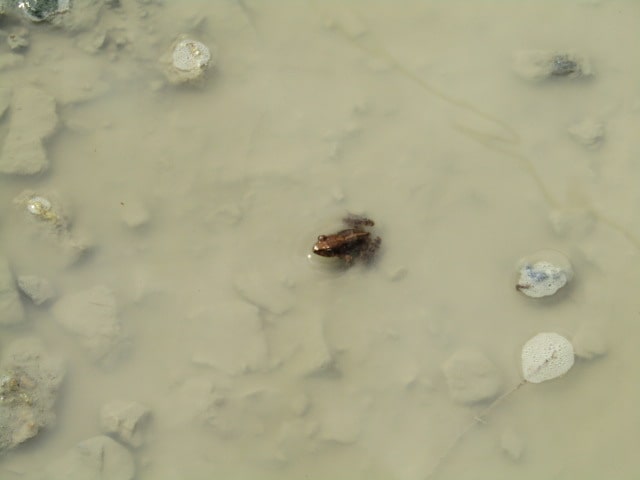 小淵沢の水たまりの中の蛙