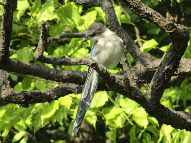 オナガの若鳥