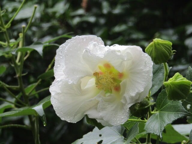 杉本寺の芙蓉の花