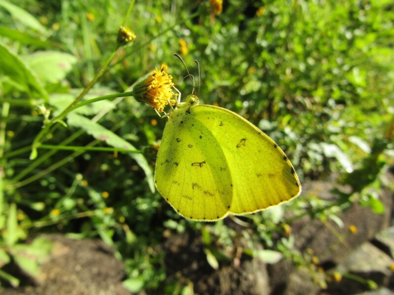 萩中公園のキチョウ
