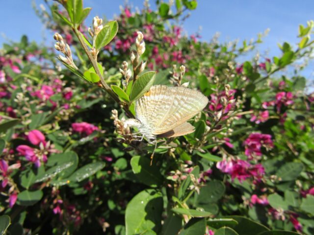 萩の花とシジミチョウ