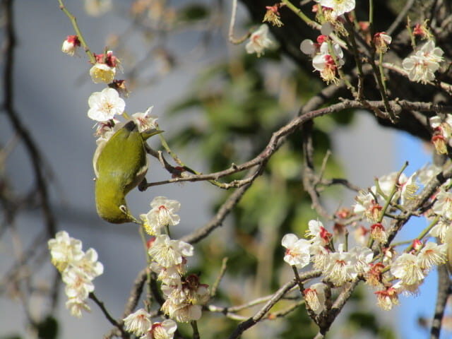 梅とメジロ
