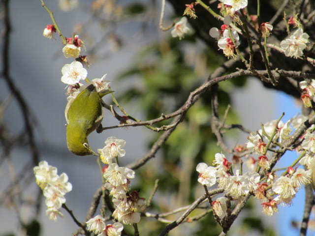 梅とメジロ