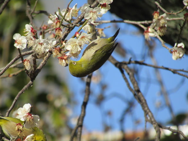 梅とメジロ