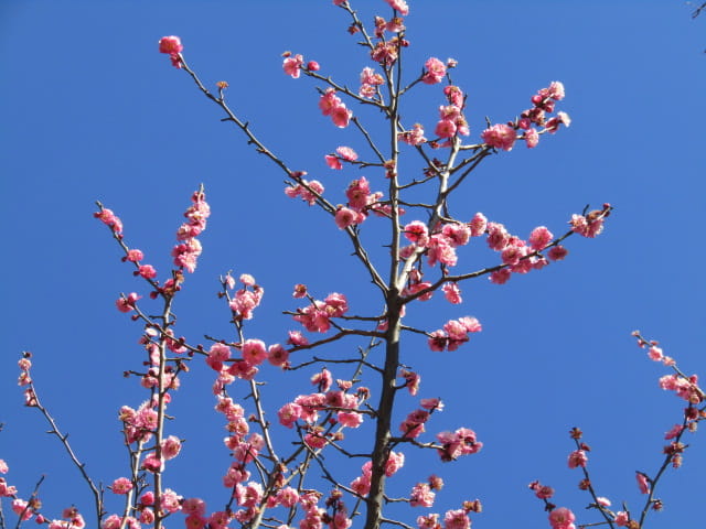 今年の紅梅