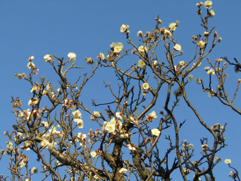 萩中公園の梅