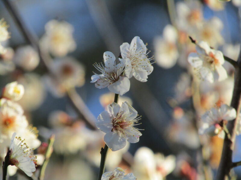 北野神社の白梅