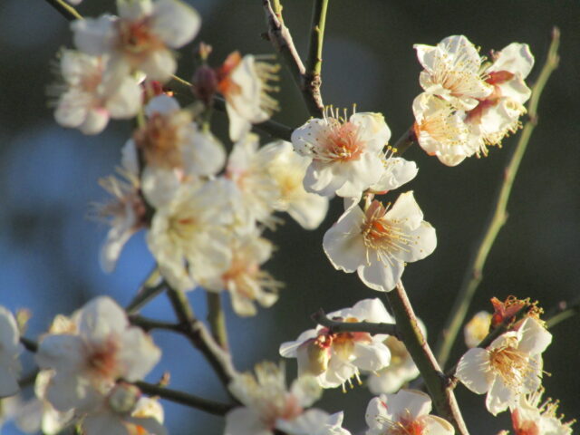萩中公園の梅の花