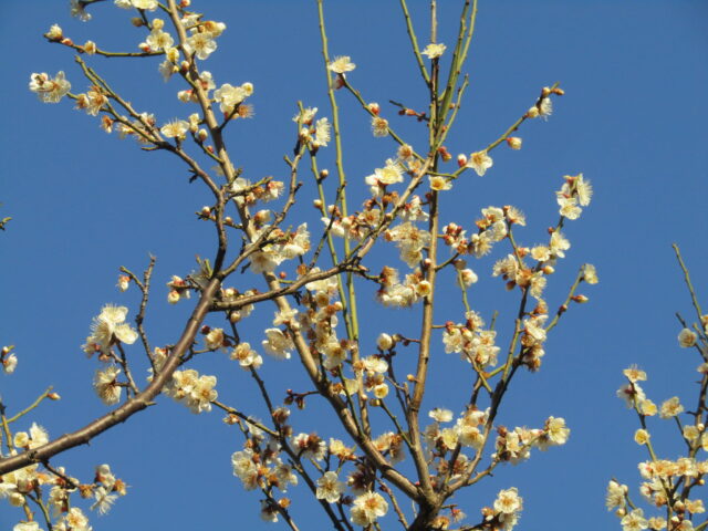萩中公園の白梅