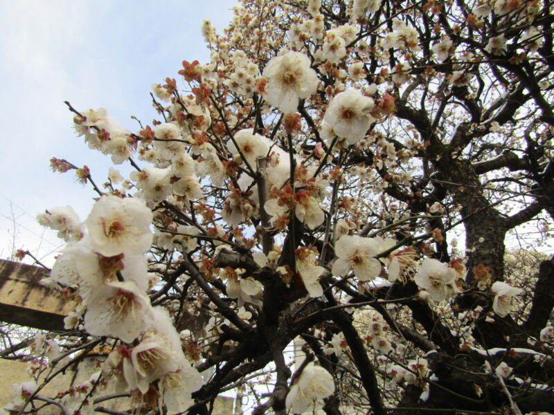 雪の積もった梅