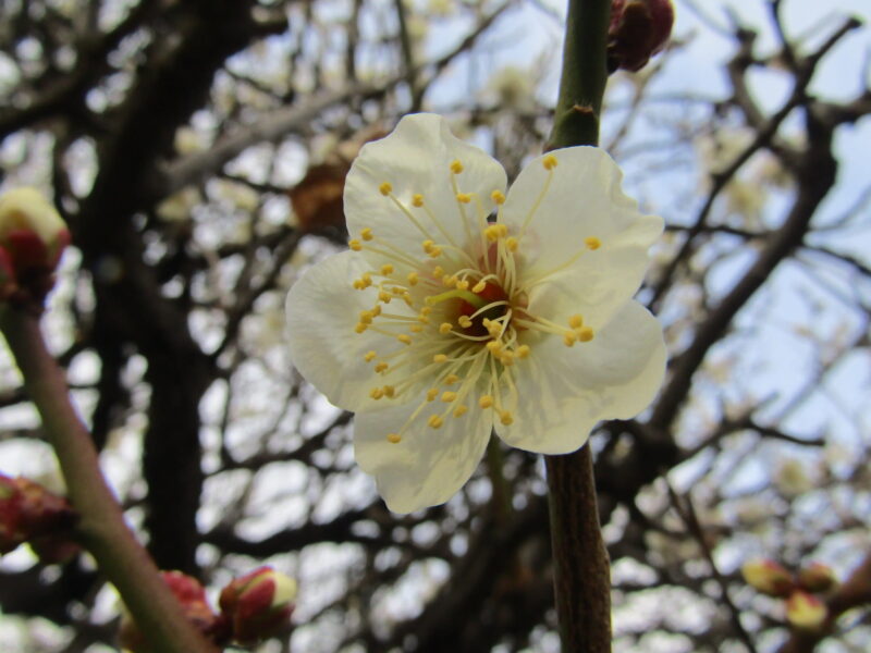 北野神社の梅の花
