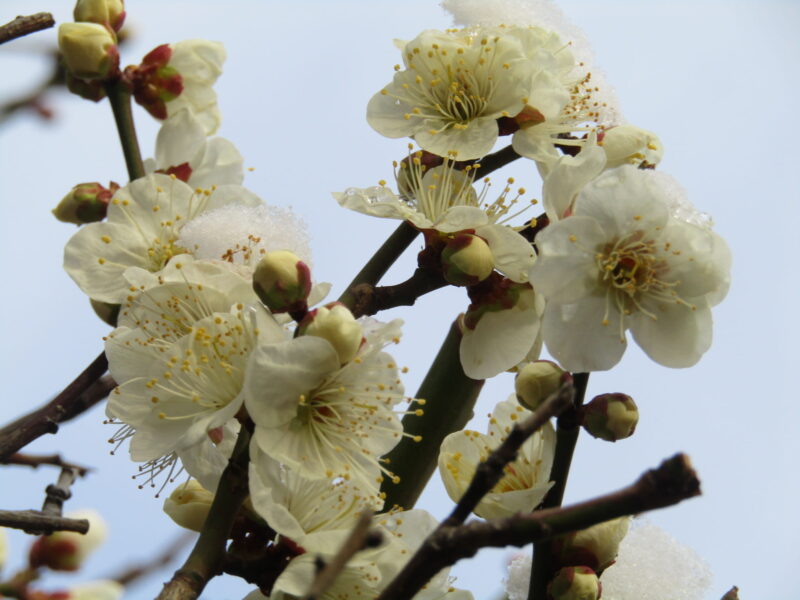 雪の積もった梅
